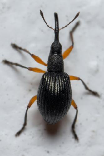 Réf. 298 167 : Protapion trifolii